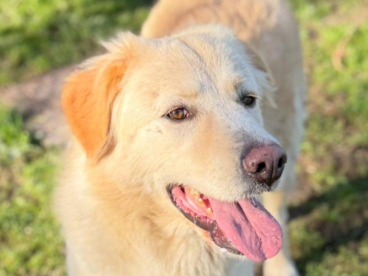 Vuoi adottare un cane a Viterbo?