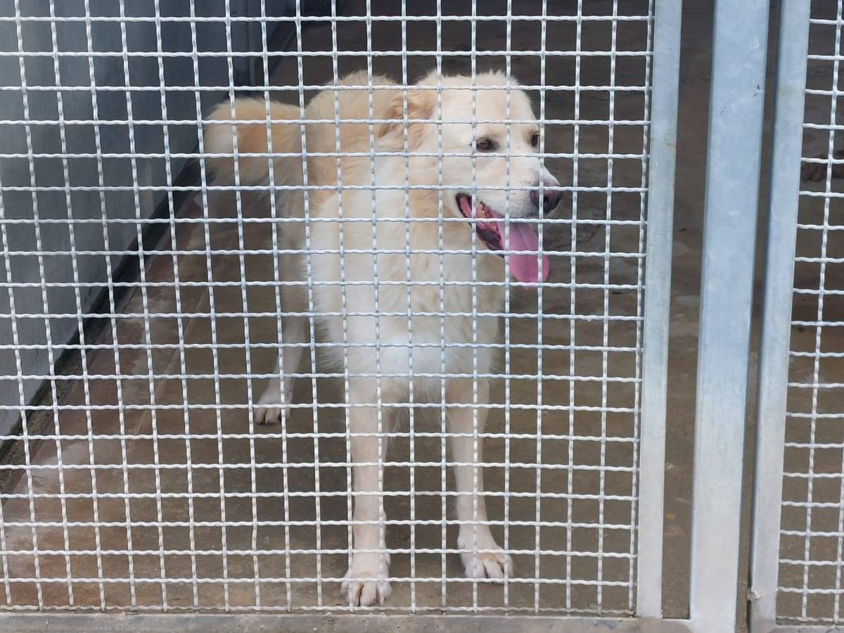 Adotta il cane Neve a Viterbo
