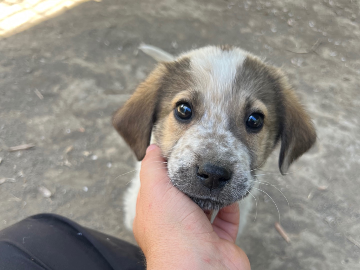 Adozione cane, maschio, Razza sconosciuta Razza sconosciuta, 3 mesi, taglia media, Roma