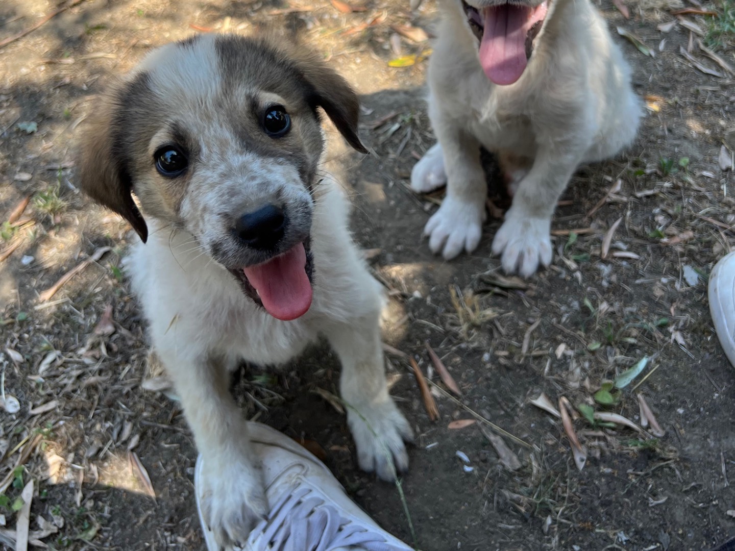 Adotta un cane, maschio, 3 mesi, Roma