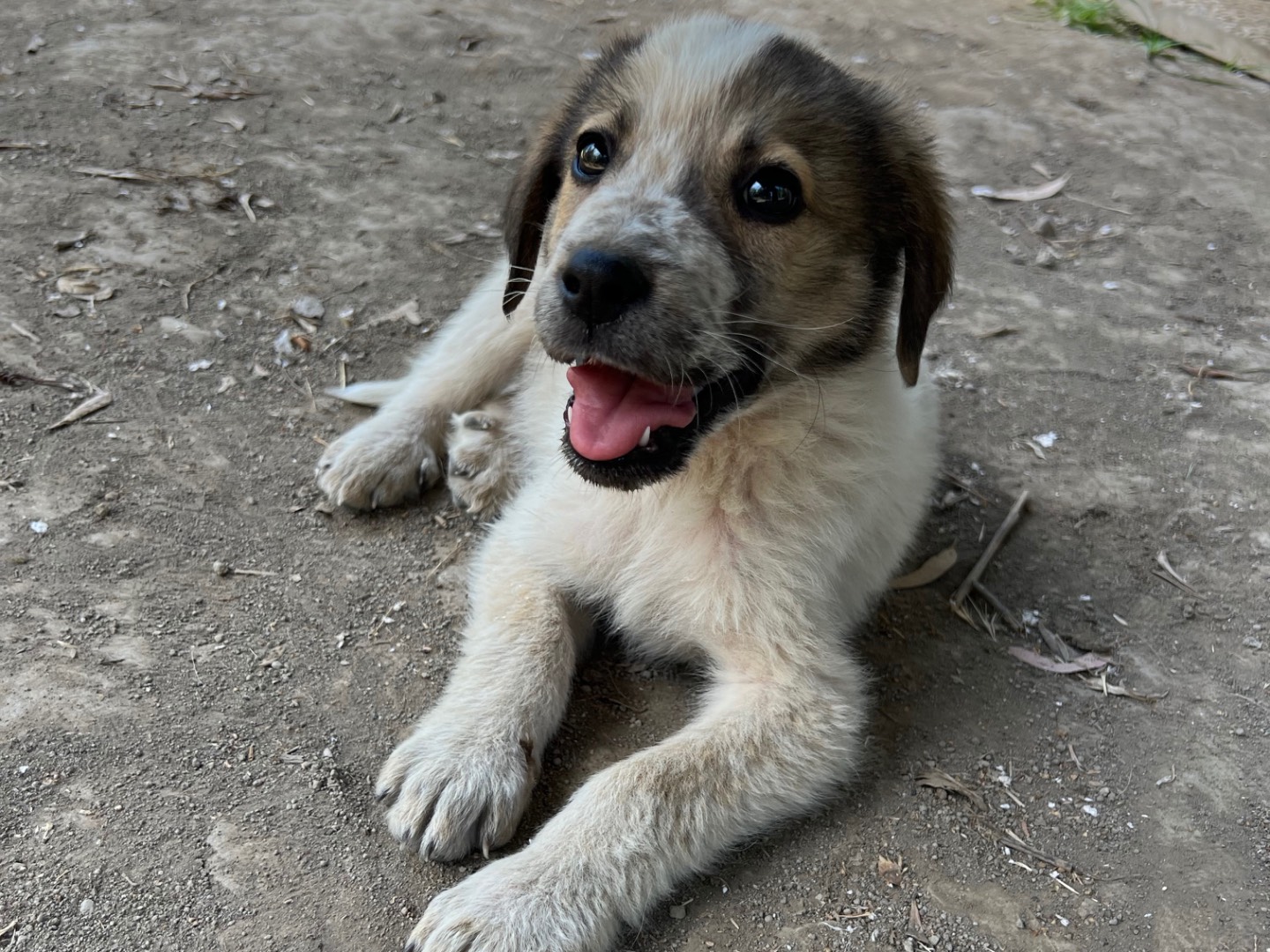 Adotta un cane, taglia media, maschio, Roma