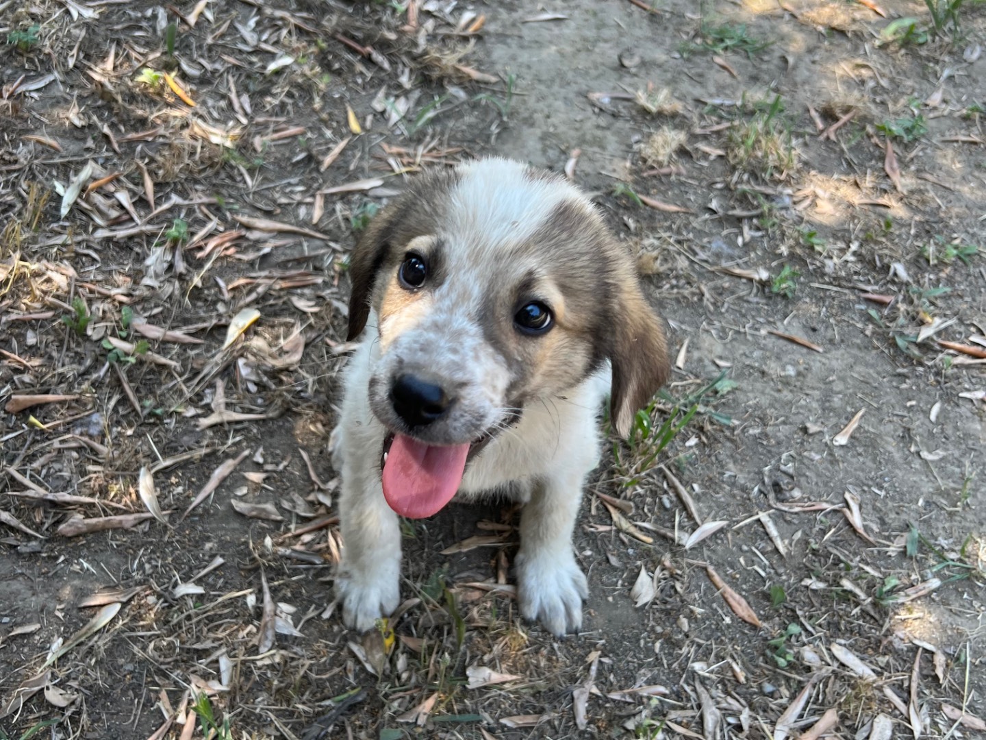 Vuoi adottare un cane a Roma?