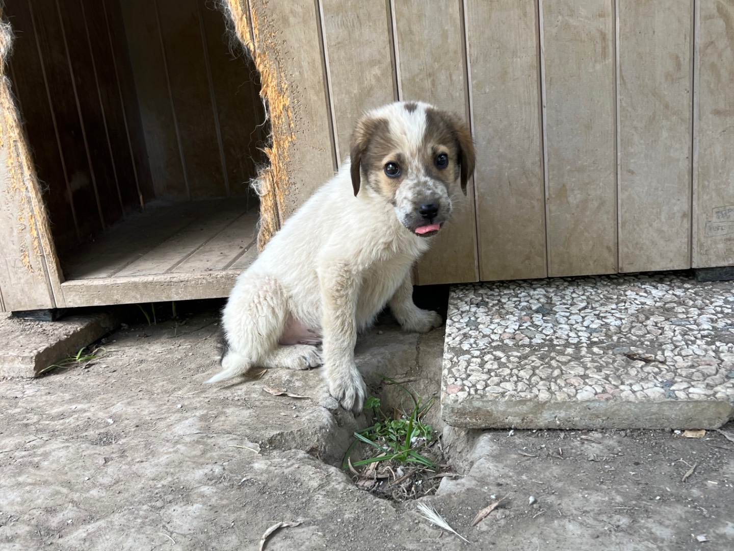 Adotta il cane Pinguì a Roma