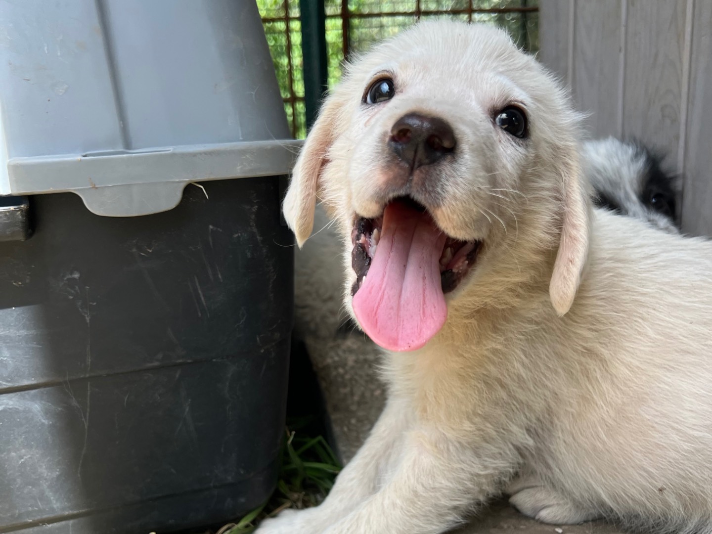 Adozione cane, maschio, Razza sconosciuta Razza sconosciuta, 3 mesi, taglia media, Roma