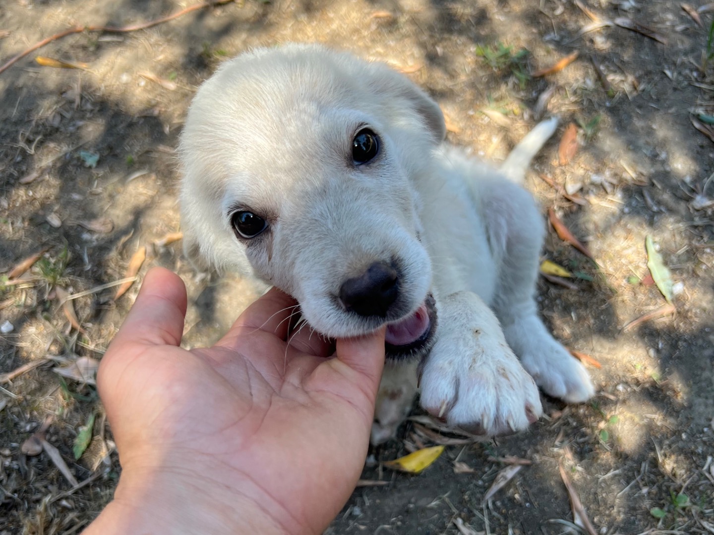 Adotta un cane, maschio, 3 mesi, Roma