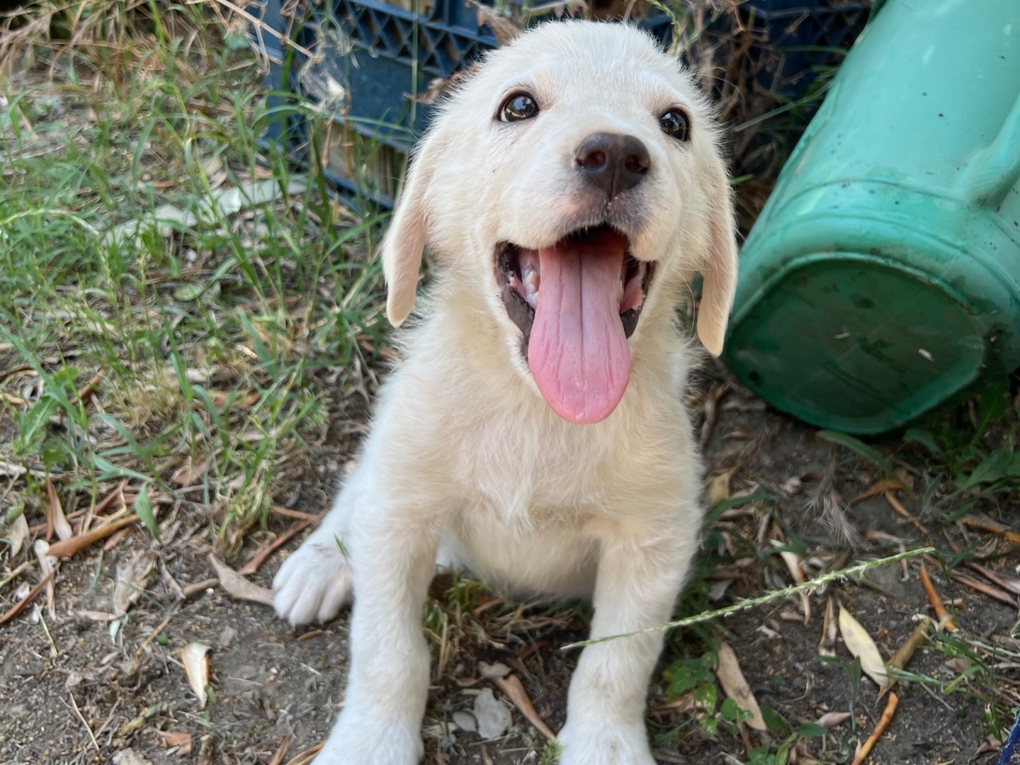 Adotta un cane, taglia media, maschio, Roma