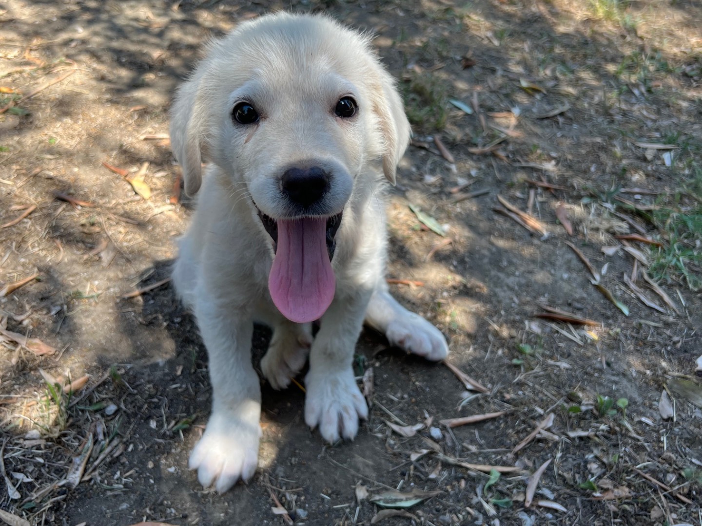 Vuoi adottare un cane a Roma?