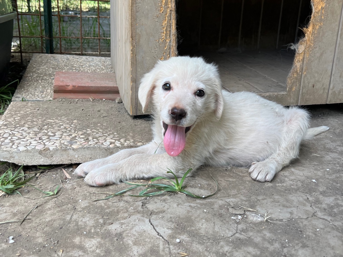 Adotta il cane Raffaello a Roma