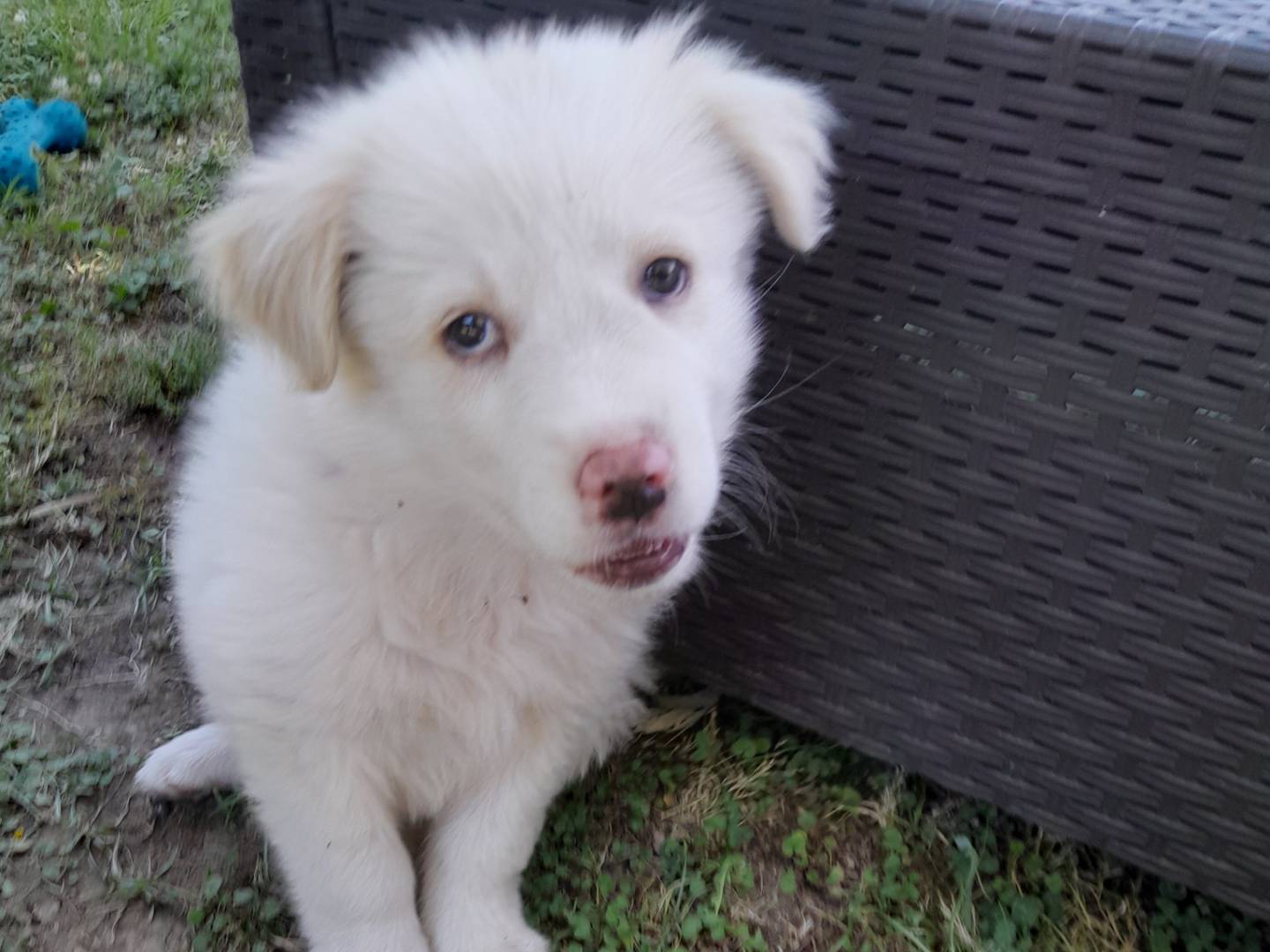 Vuoi adottare un cane a Caserta?