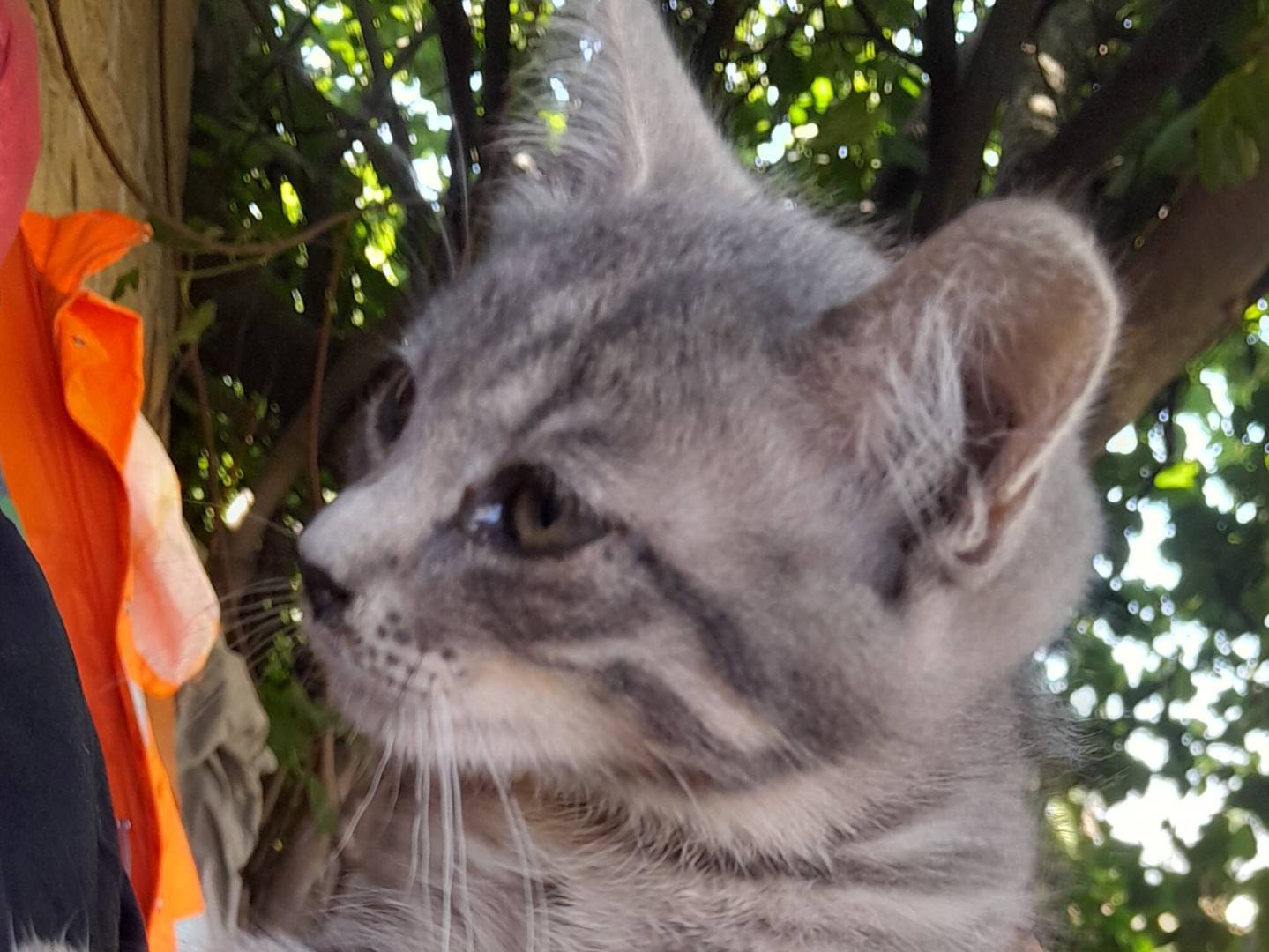 Adozione gatto, femmina, Razza sconosciuta Razza sconosciuta, 3 mesi, taglia non valida, Caserta