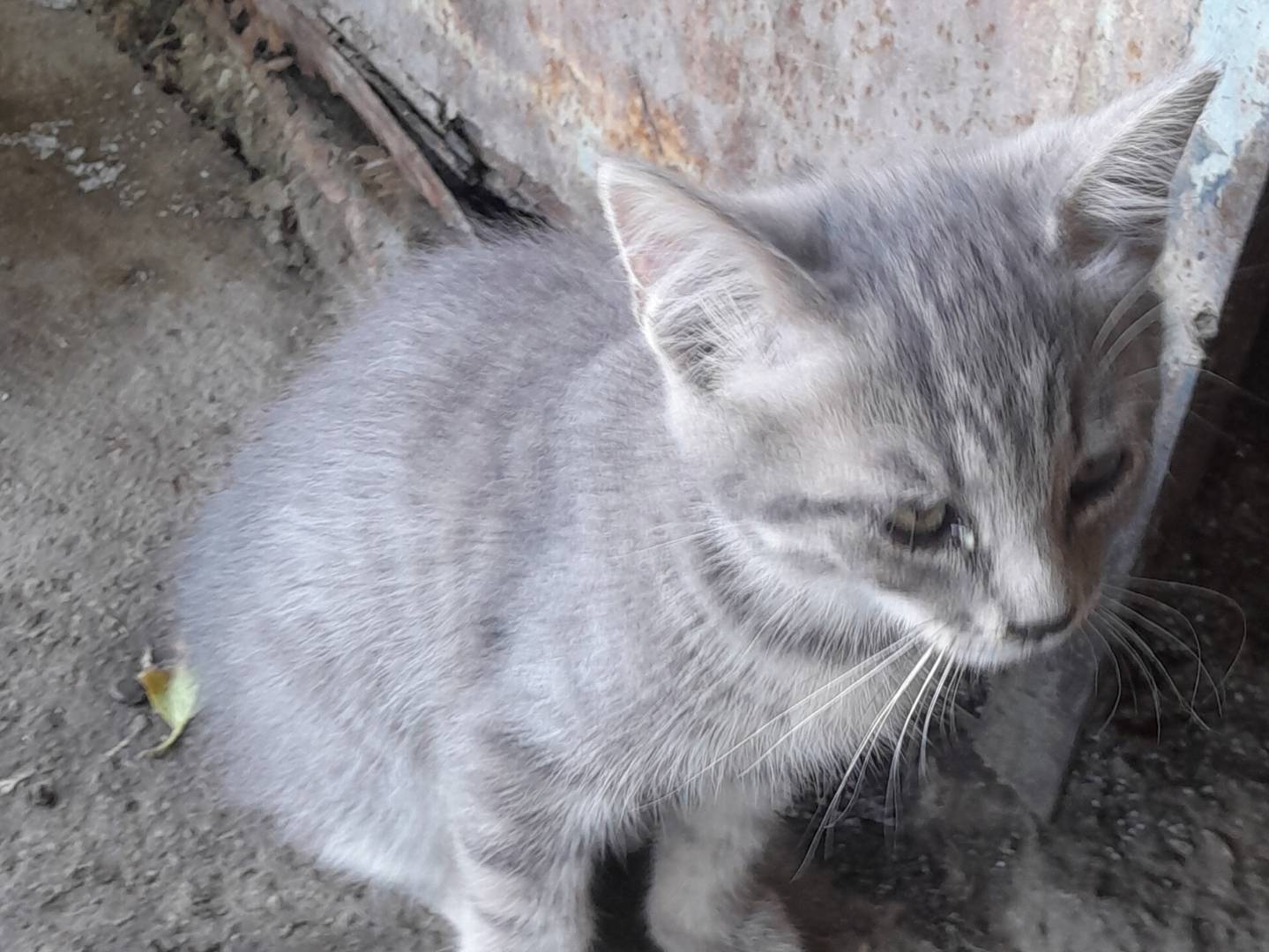 Adotta un gatto, femmina, 3 mesi, Caserta