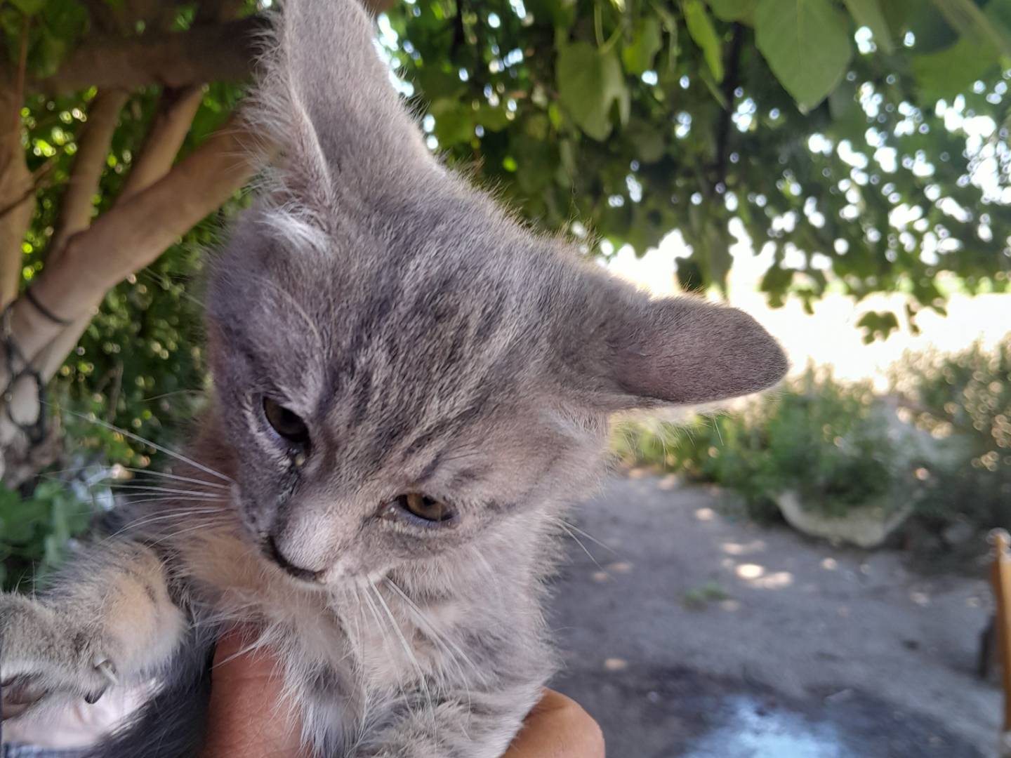 Vuoi adottare un gatto a Caserta?