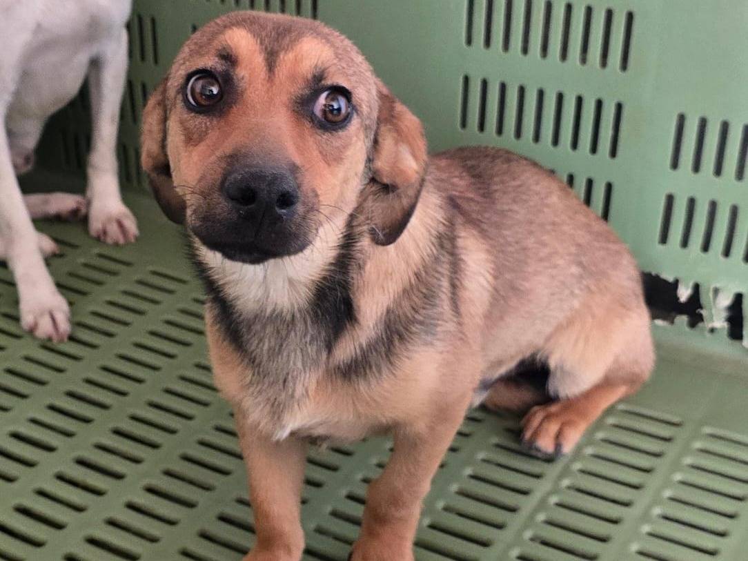 Adozione cane, maschio, Razza sconosciuta Razza sconosciuta, 10 mesi, taglia media contenuta, Avellino