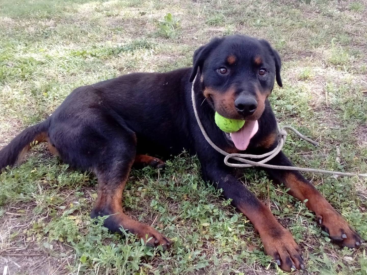 Adozione cane, maschio, Rottweiler Razza sconosciuta, 6 anni e 3 mesi, taglia grande, Viterbo