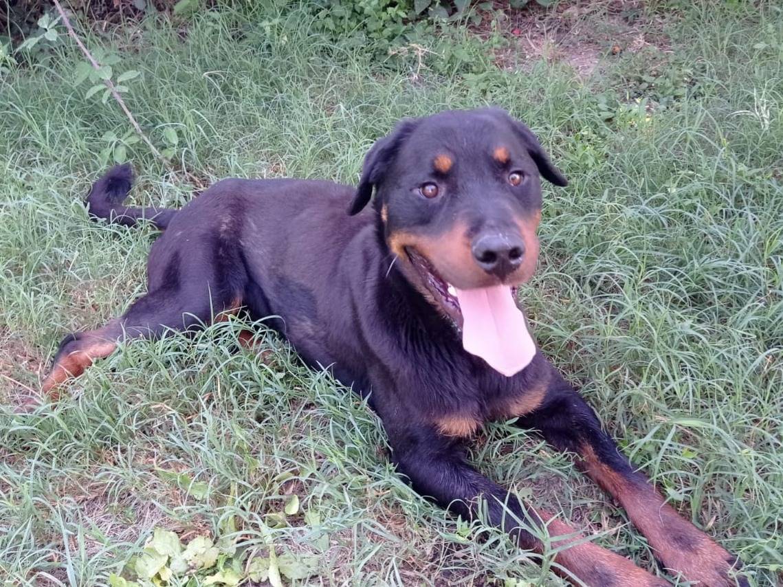 Adotta un cane, maschio, 6 anni e 3 mesi, Viterbo
