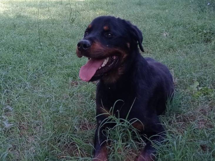 Adotta un cane, taglia grande, maschio, Viterbo
