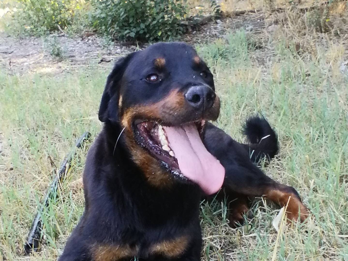 Vuoi adottare un cane a Viterbo?