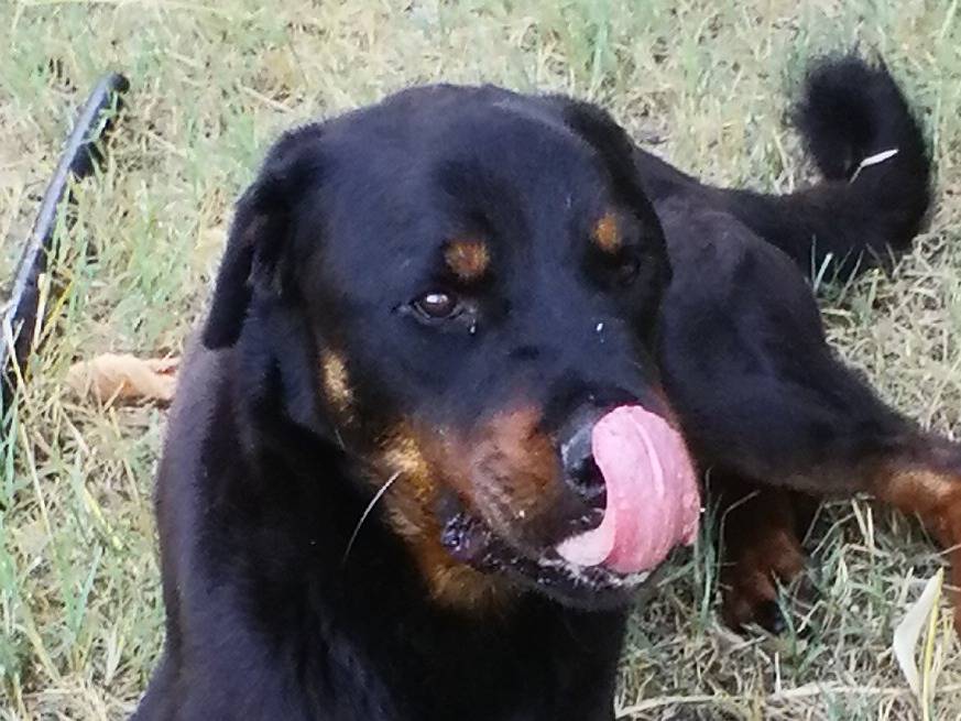 Adotta il cane Dago a Viterbo