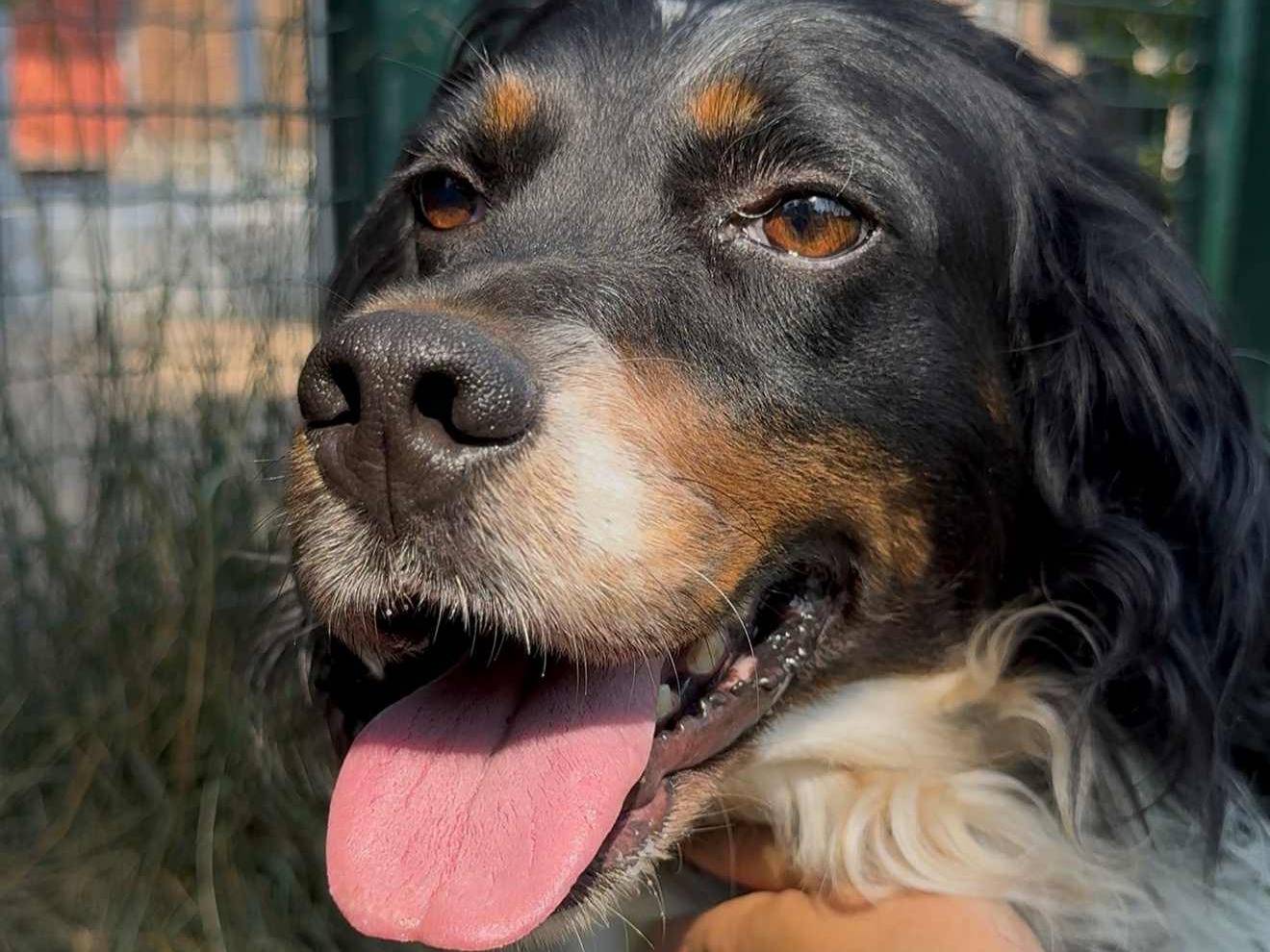 Adozione cane, maschio, Setter Inglese Breton, 2 anni e 1 mese, taglia media contenuta, Milano