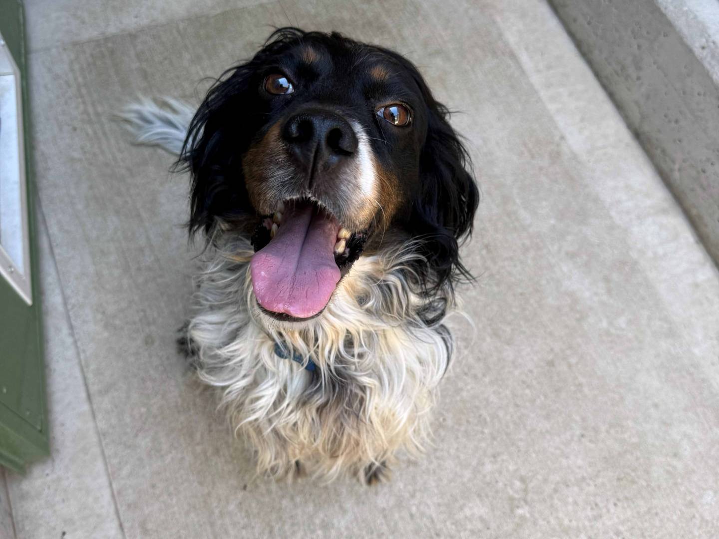 Adotta un cane, maschio, 2 anni e 1 mese, Milano