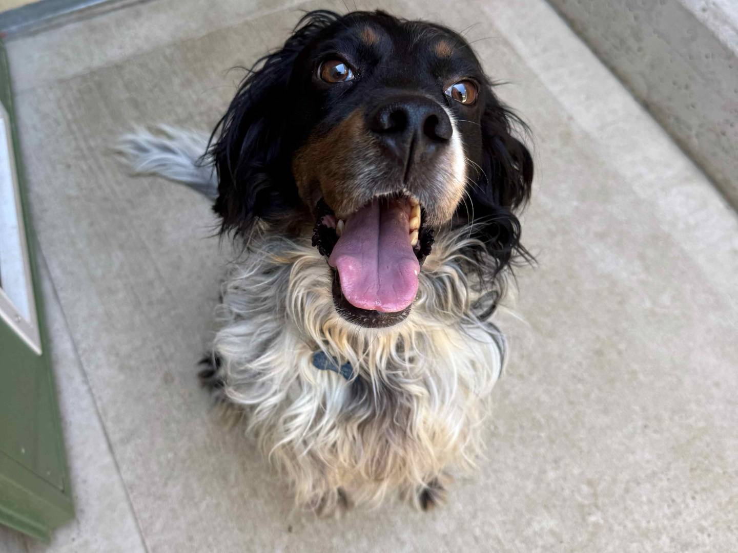 Adotta un cane, taglia media contenuta, maschio, Milano