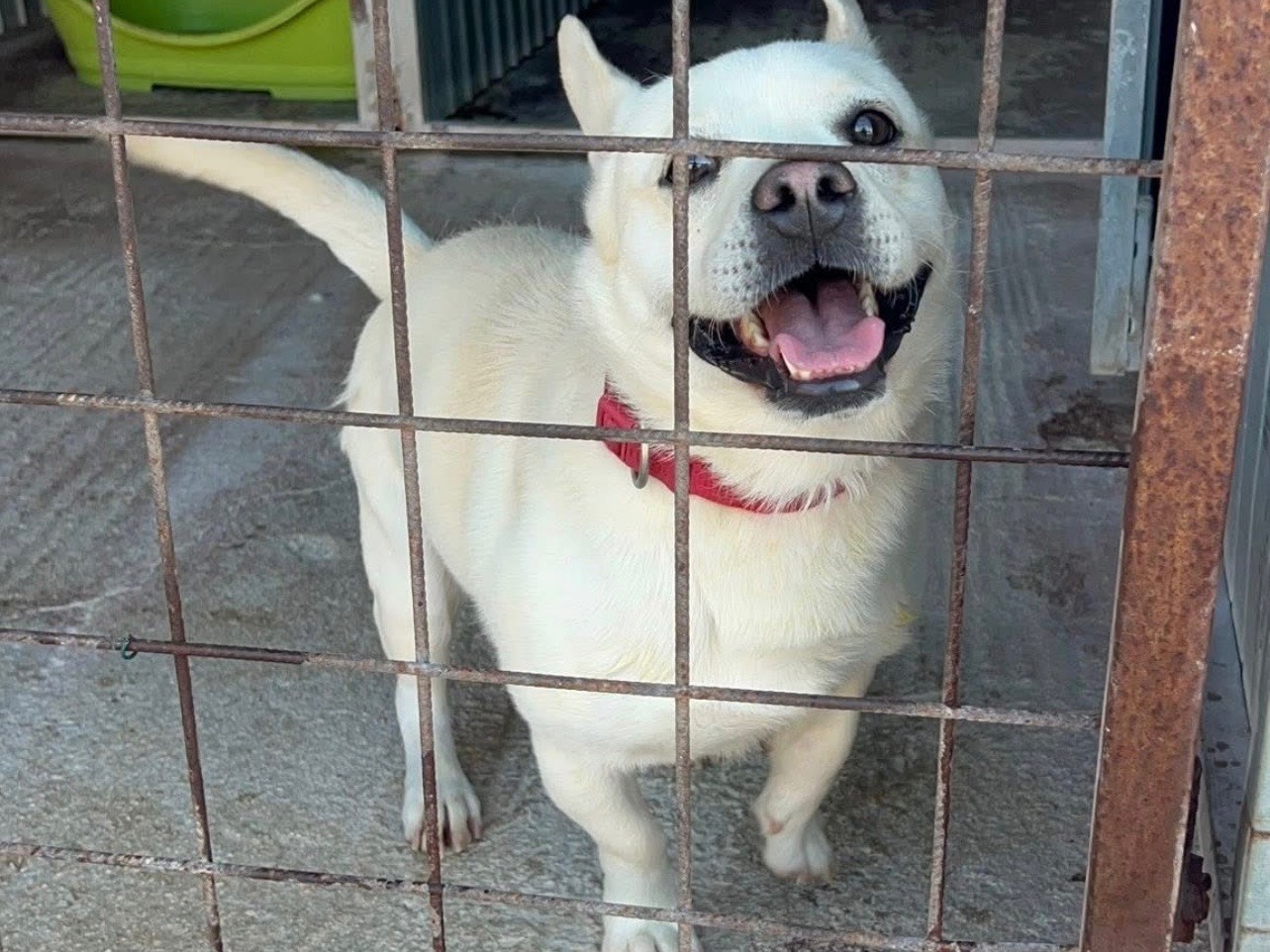 Adotta un cane, maschio, 3 anni, Bari