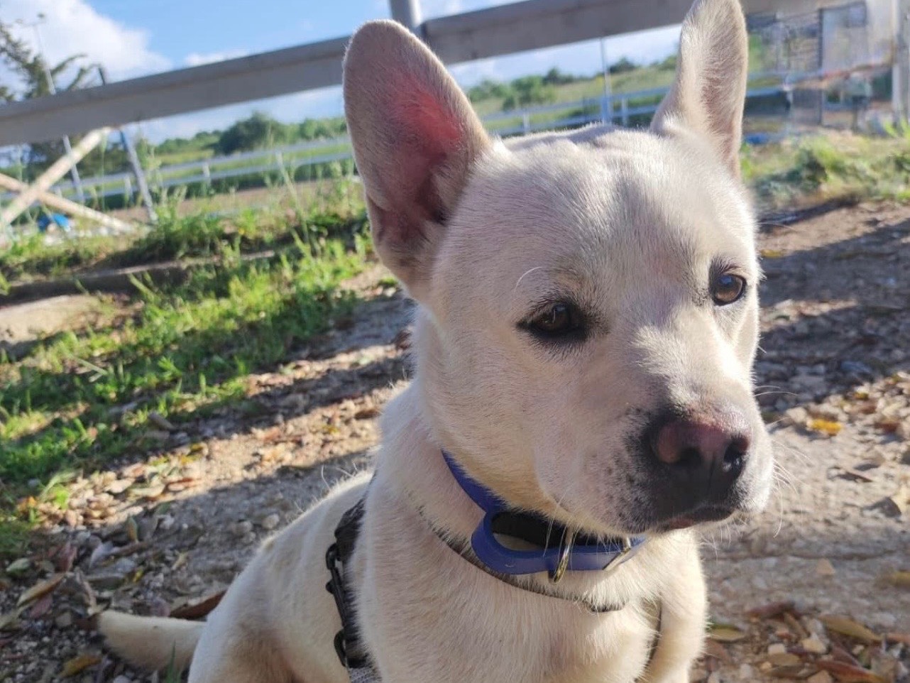 Adotta un cane, taglia media contenuta, maschio, Bari