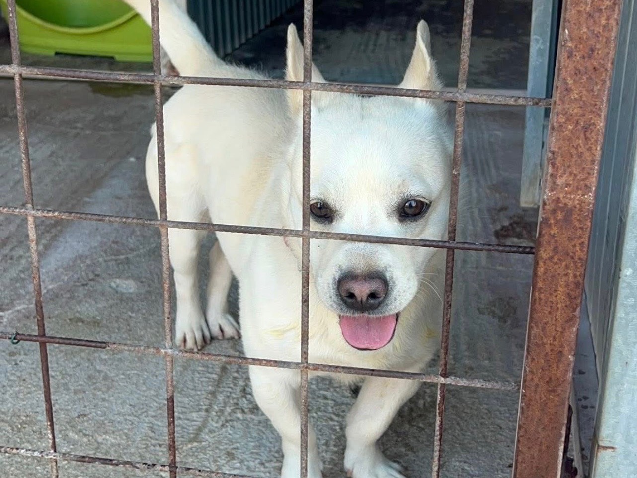 Vuoi adottare un cane a Bari?