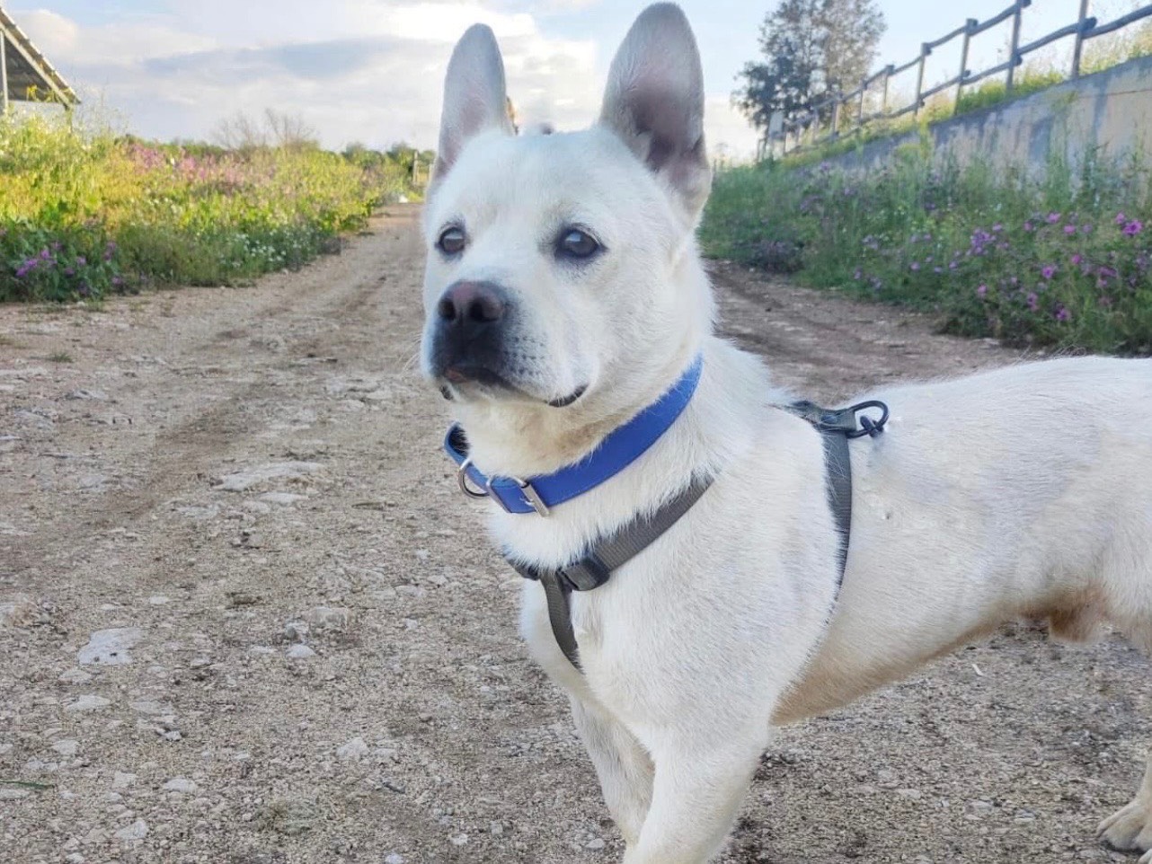 Adotta il cane Fischietto Annalis a Bari