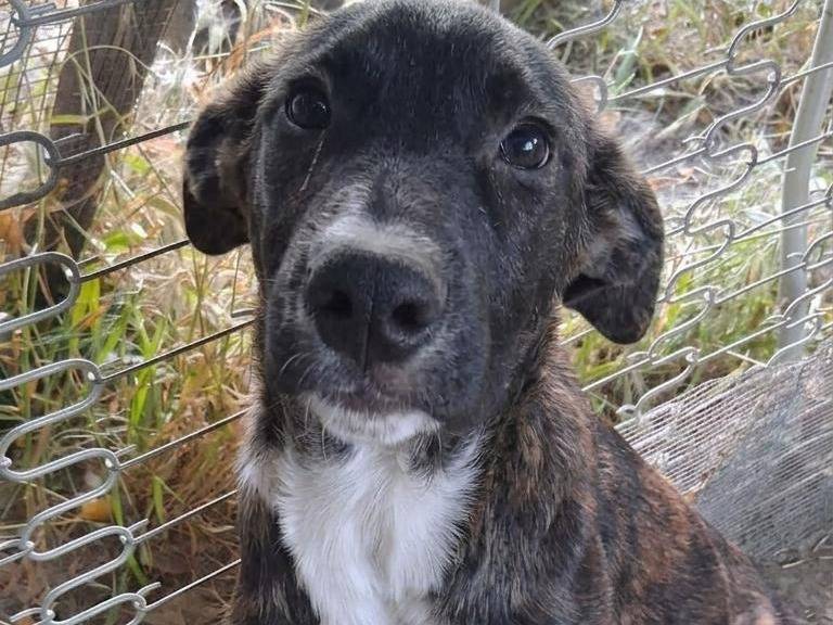 Adozione cane, maschio, Razza sconosciuta Razza sconosciuta, 5 mesi, taglia grande, Avellino