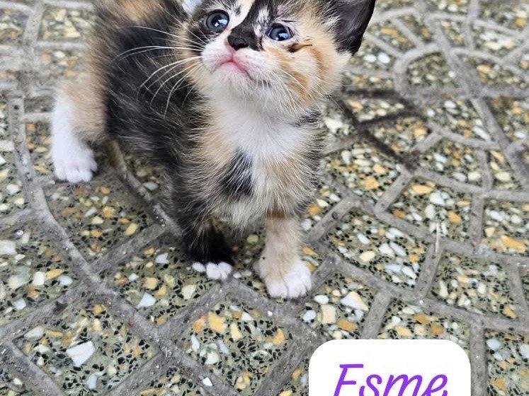 Adozione gatto, femmina, Razza sconosciuta Razza sconosciuta, 1 mese, taglia non valida, Caserta