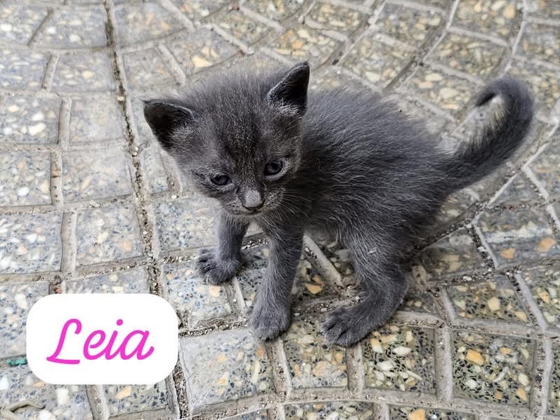Adotta un gatto, femmina, 1 mese, Caserta