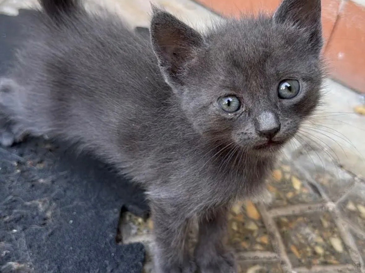 Adotta un gatto, taglia non valida, femmina, Caserta