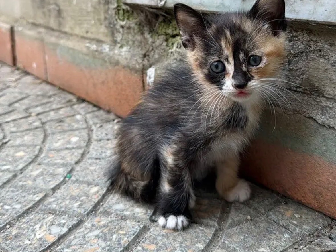 Vuoi adottare un gatto a Caserta?