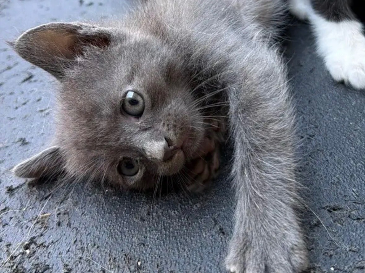Adotta il gatto Esme e Leia  a Caserta