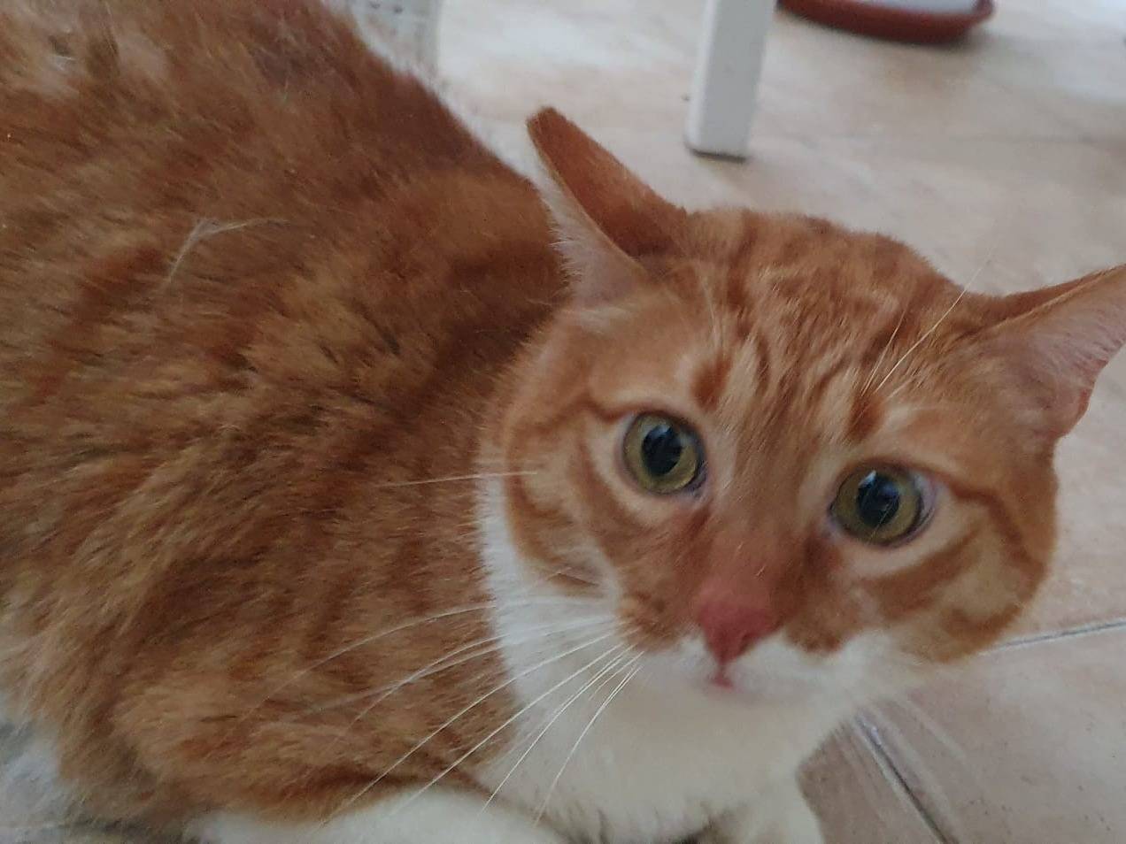 Adotta un gatto, femmina, 3 anni e 5 mesi, Brescia