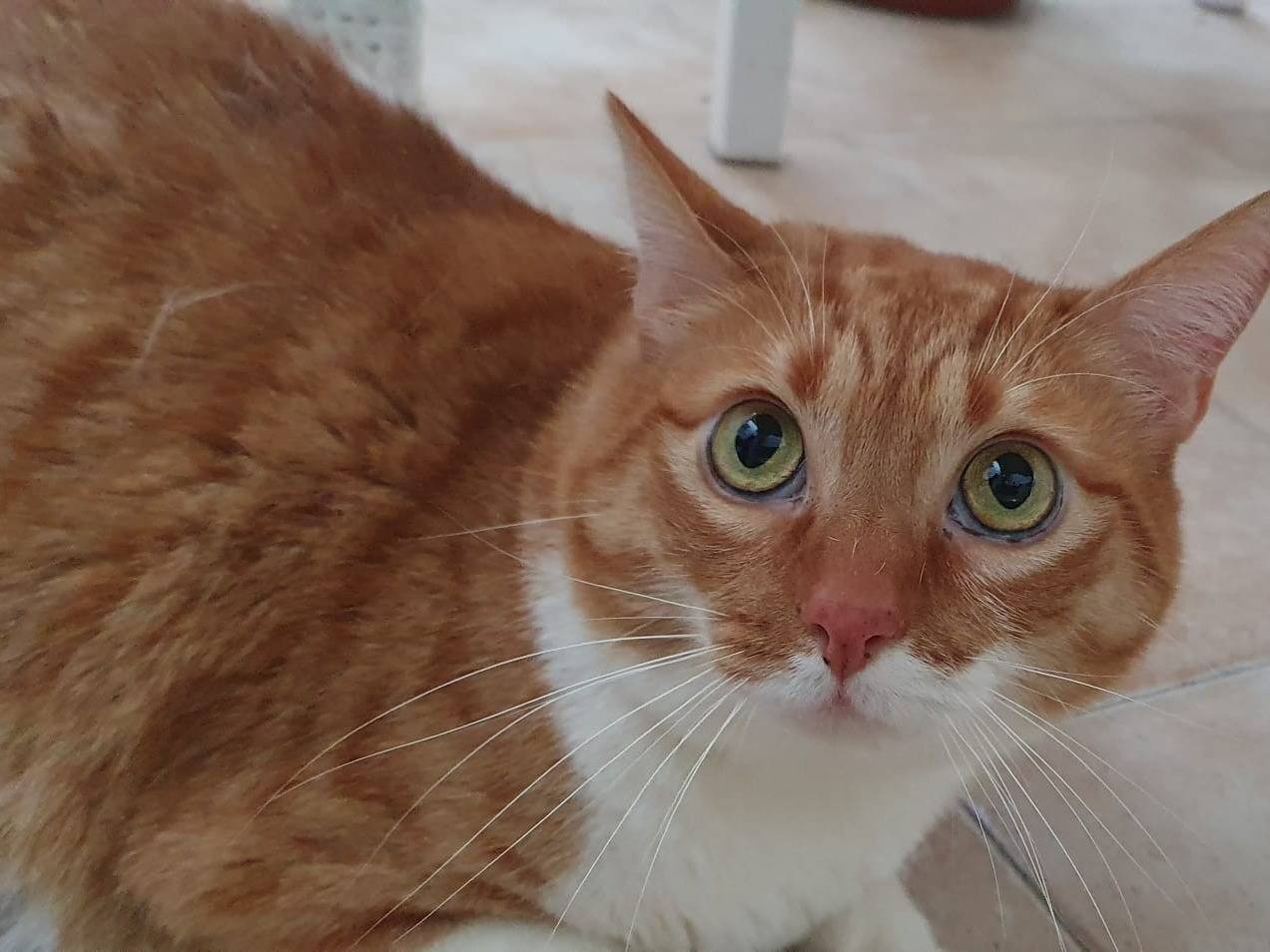 Vuoi adottare un gatto a Brescia?
