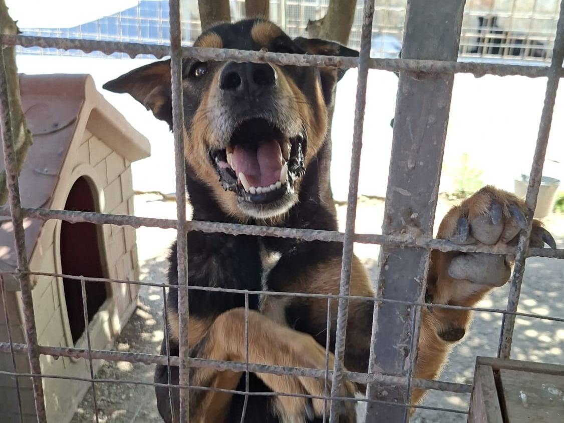 Adozione cane, maschio, Pastore tedesco Razza sconosciuta, 2 anni, taglia media, Pesaro