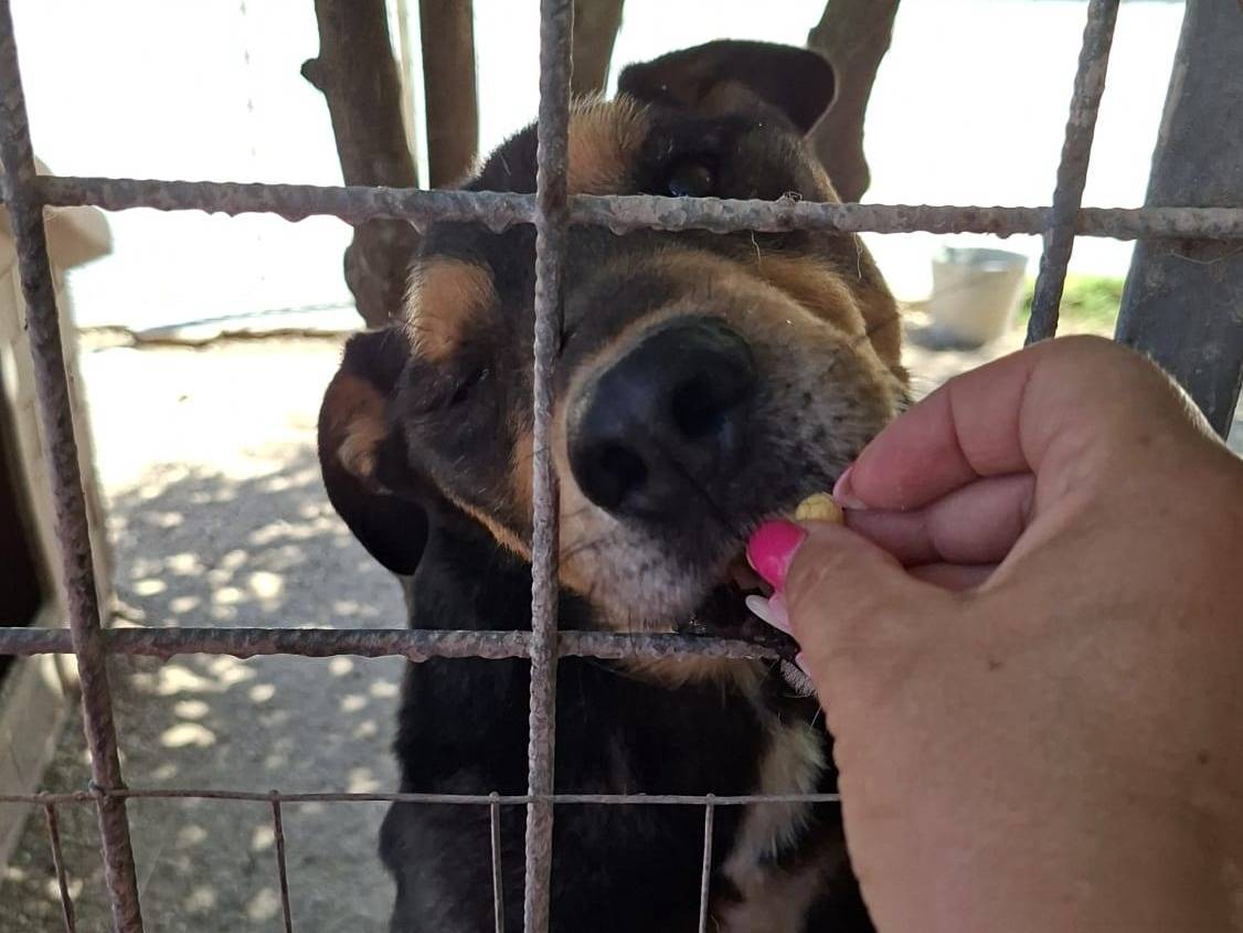 Adotta un cane, maschio, 2 anni, Pesaro