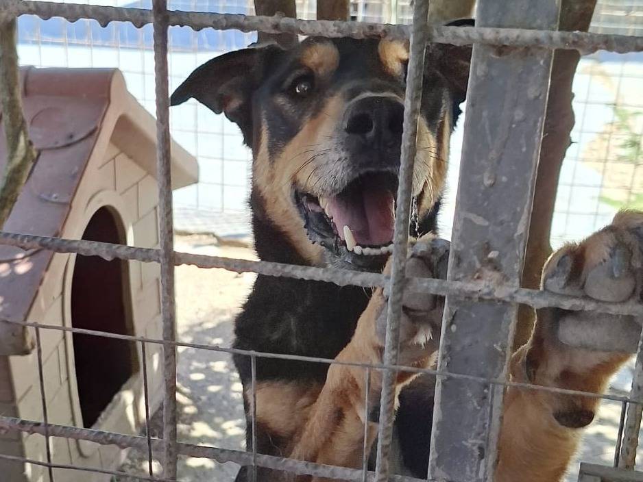 Adotta un cane, taglia media, maschio, Pesaro