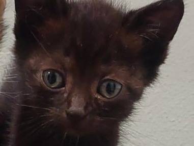 Adozione gatto, maschio, Razza sconosciuta Razza sconosciuta, 2 mesi, taglia non valida, Ravenna
