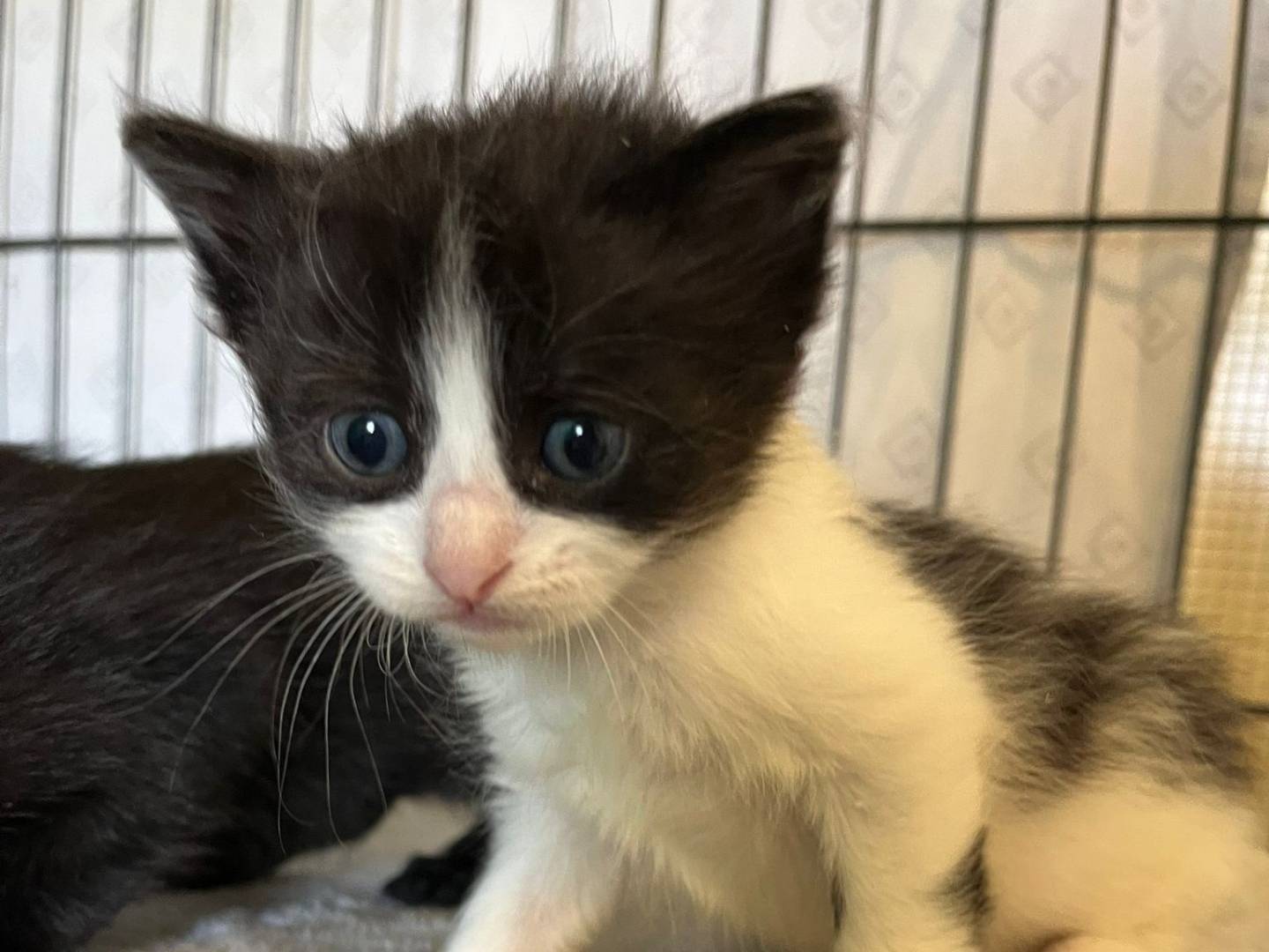 Adozione gatto, femmina, Razza sconosciuta Razza sconosciuta, 3 mesi, taglia non valida, Brescia