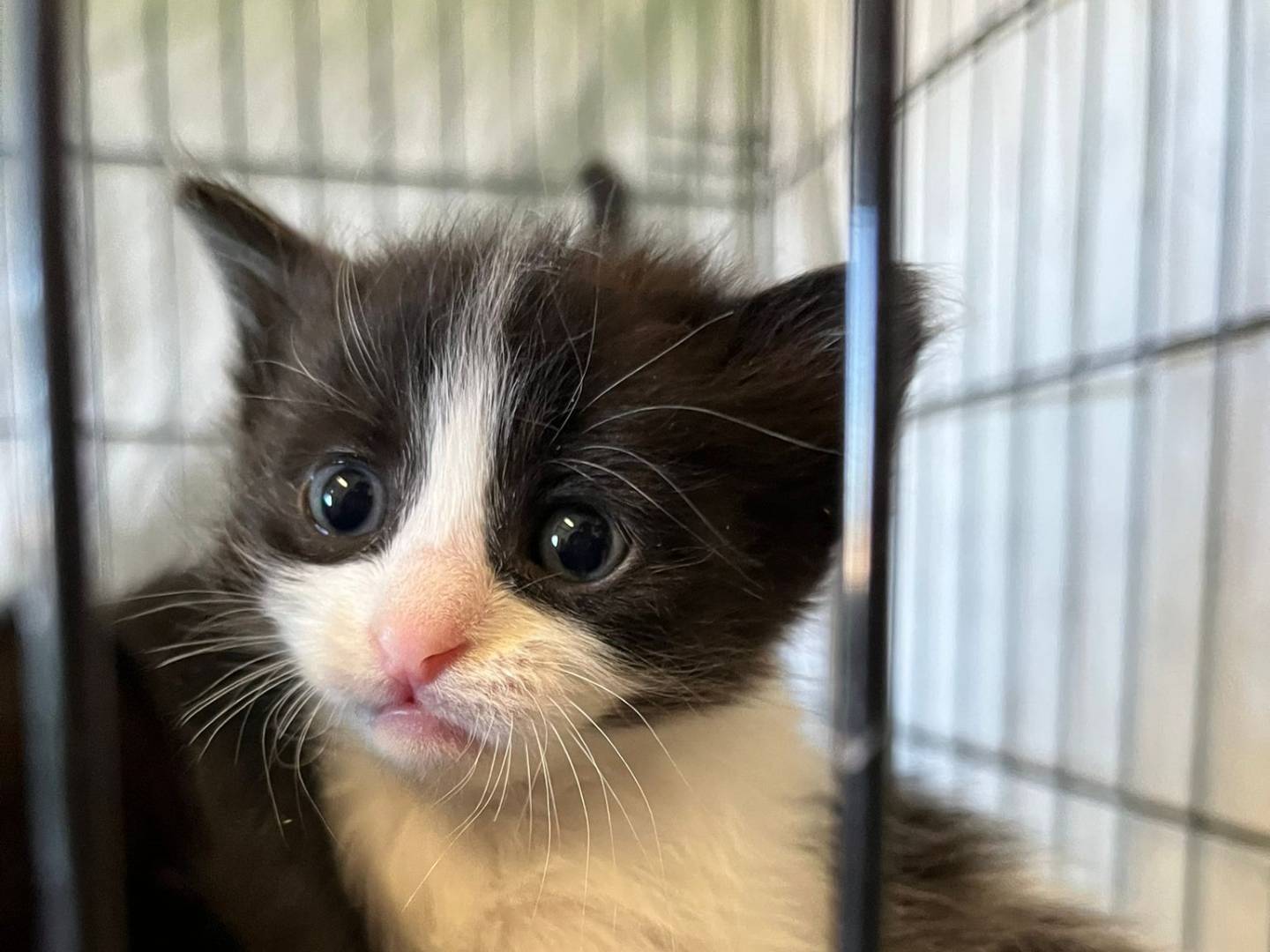 Adotta un gatto, taglia non valida, femmina, Brescia