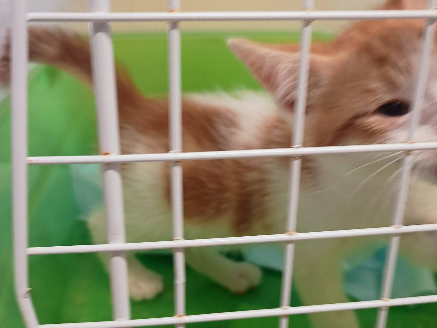 Adozione gatto, maschio, Razza sconosciuta Razza sconosciuta, 2 mesi, taglia non valida, Ravenna