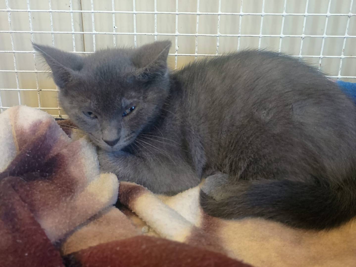 Adozione gatto, maschio, Razza sconosciuta Razza sconosciuta, 2 mesi, taglia non valida, Ravenna