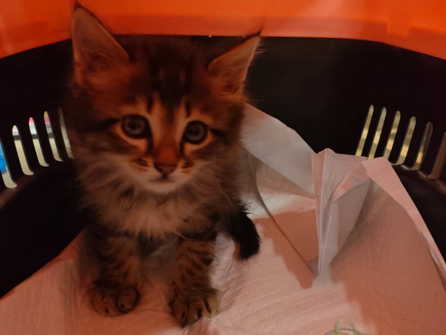 Adozione gatto, maschio, Razza sconosciuta Razza sconosciuta, 2 mesi, taglia non valida, Ravenna