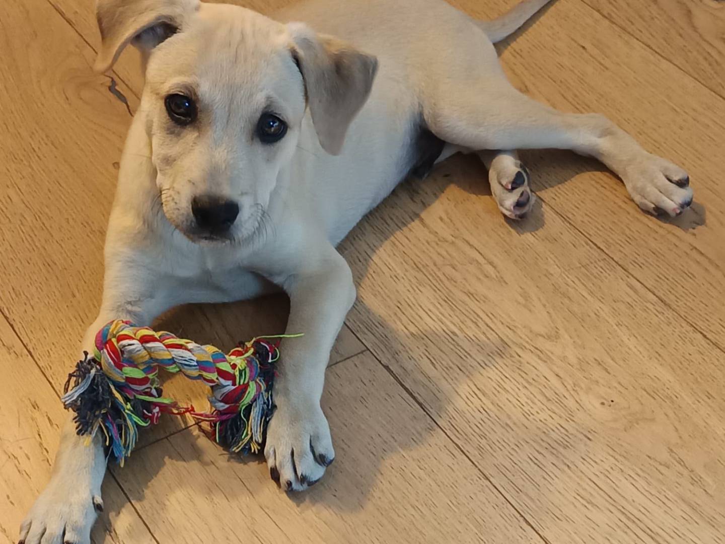 Adotta un cane, maschio, 3 mesi, Avellino