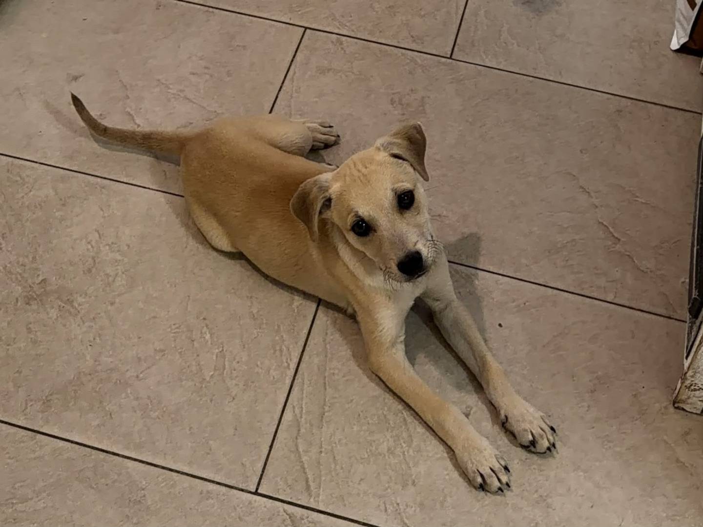 Adotta un cane, taglia media, maschio, Avellino