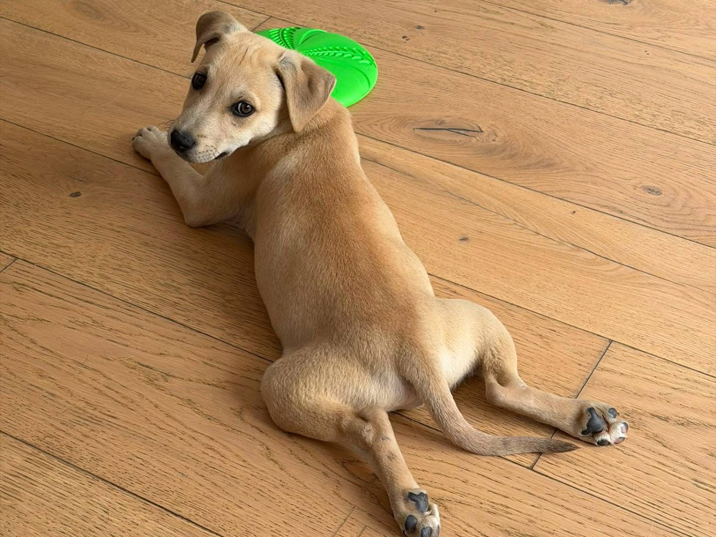 Adozione cane, maschio, Razza sconosciuta Razza sconosciuta, 3 mesi, taglia media, Avellino