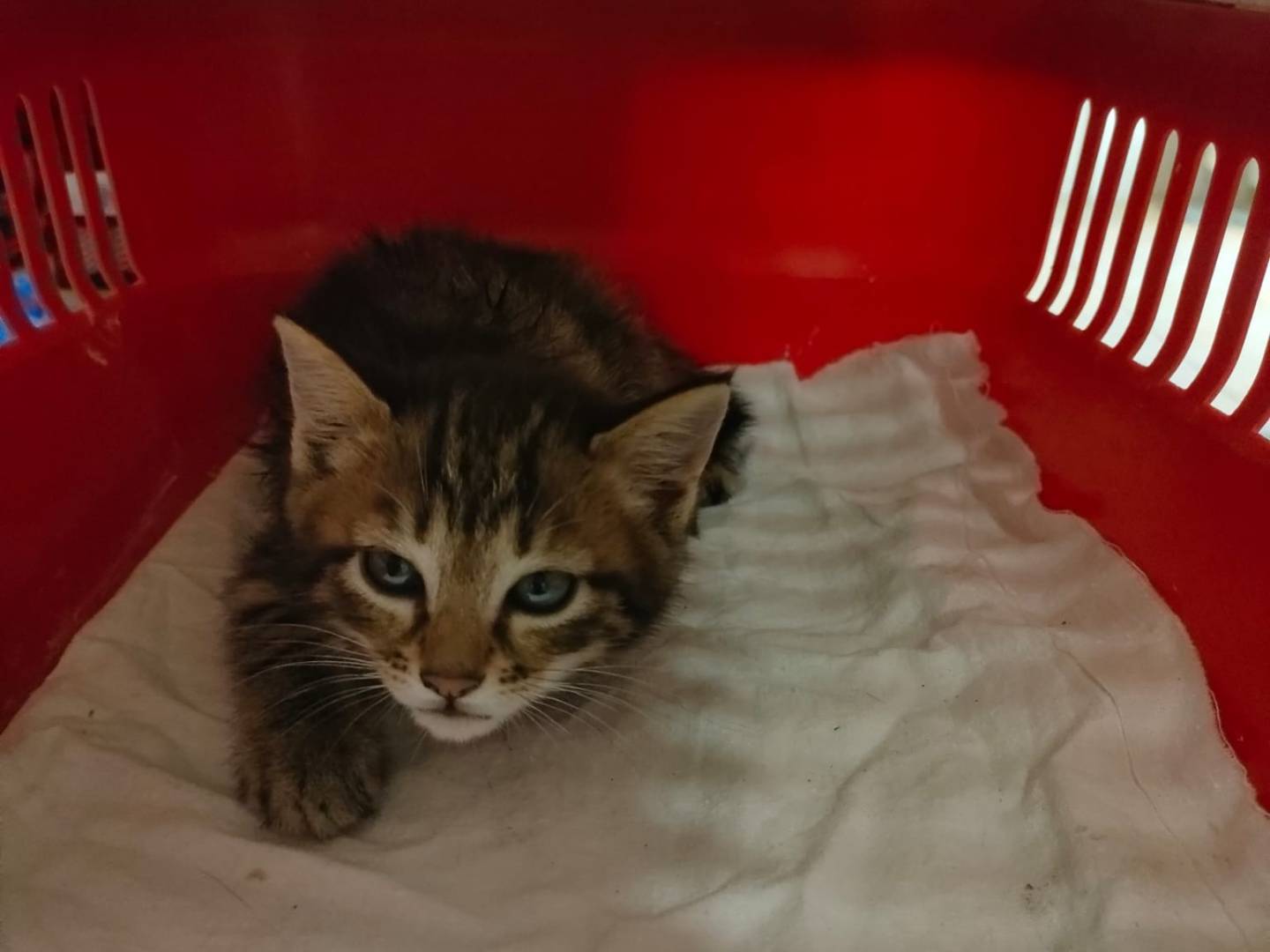 Adozione gatto, femmina, Razza sconosciuta Razza sconosciuta, 2 mesi, taglia non valida, Ravenna